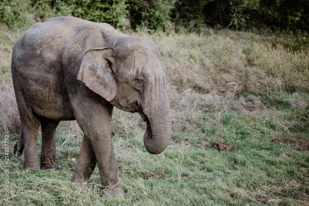 Obraz premium Elephants in a National Park from Sri Lanka