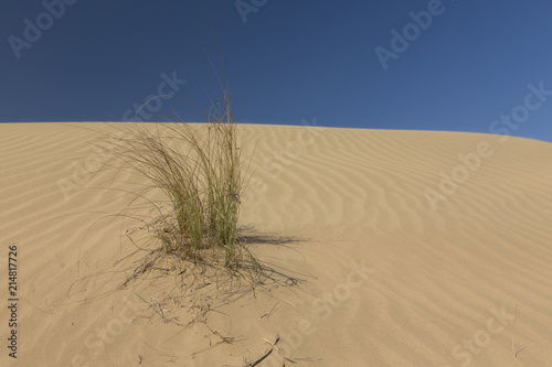 Landscape of sand dune and grass with wind pattern