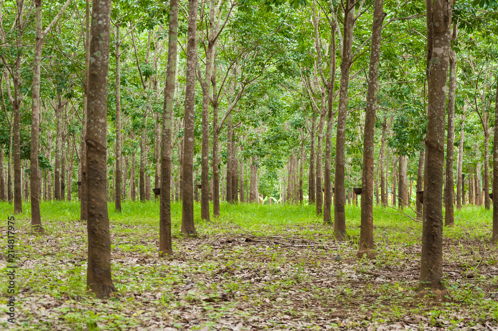 Naklejka premium Row of para rubber plantation in South of Thailand,rubber trees