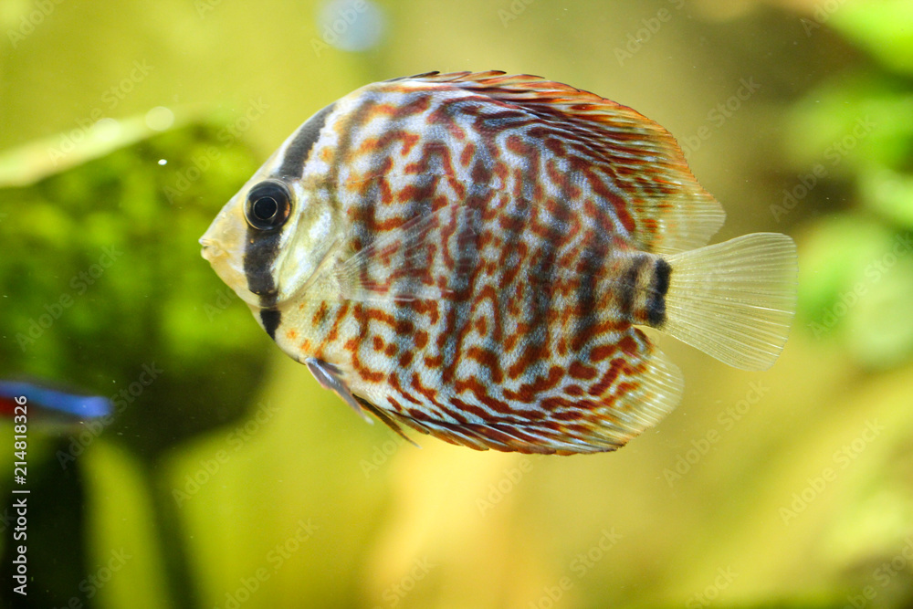 Obraz premium Diskusfisch im Aquarium, Aquaristik 
