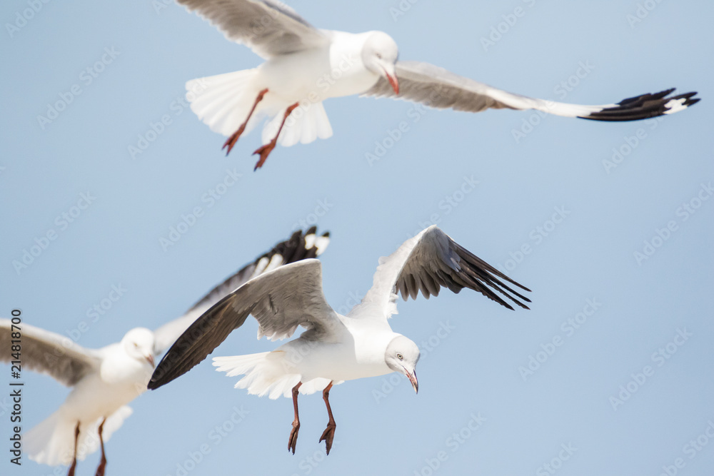 Obraz premium Close up images of Grey-headed gulls flying overhead looking for food scraps