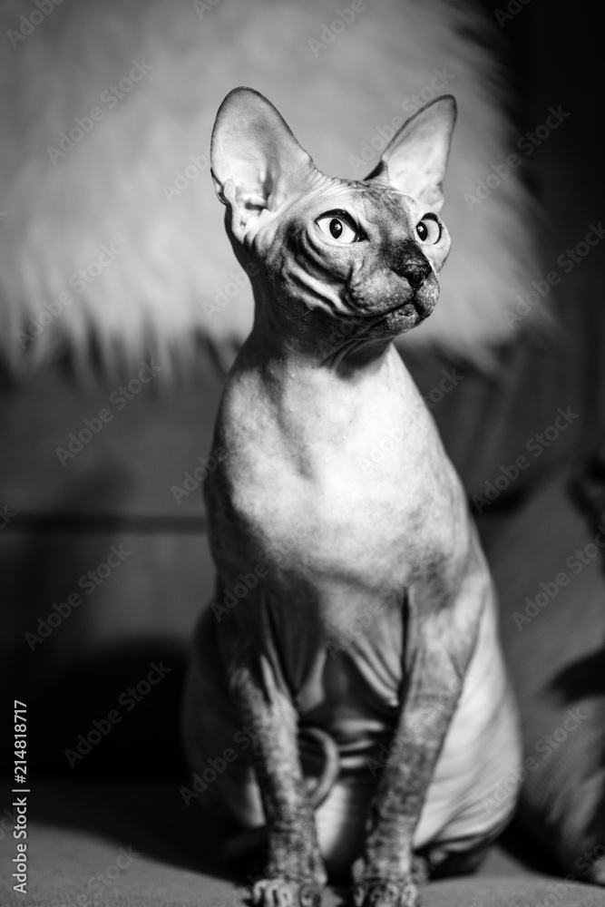 portrait of a cat of a sphinx looks in the eye, black and white