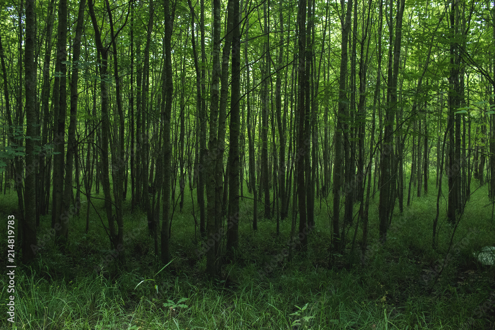 Dense rows of trees growing in a forest