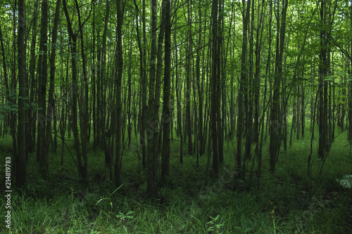 Dense rows of trees growing in a forest