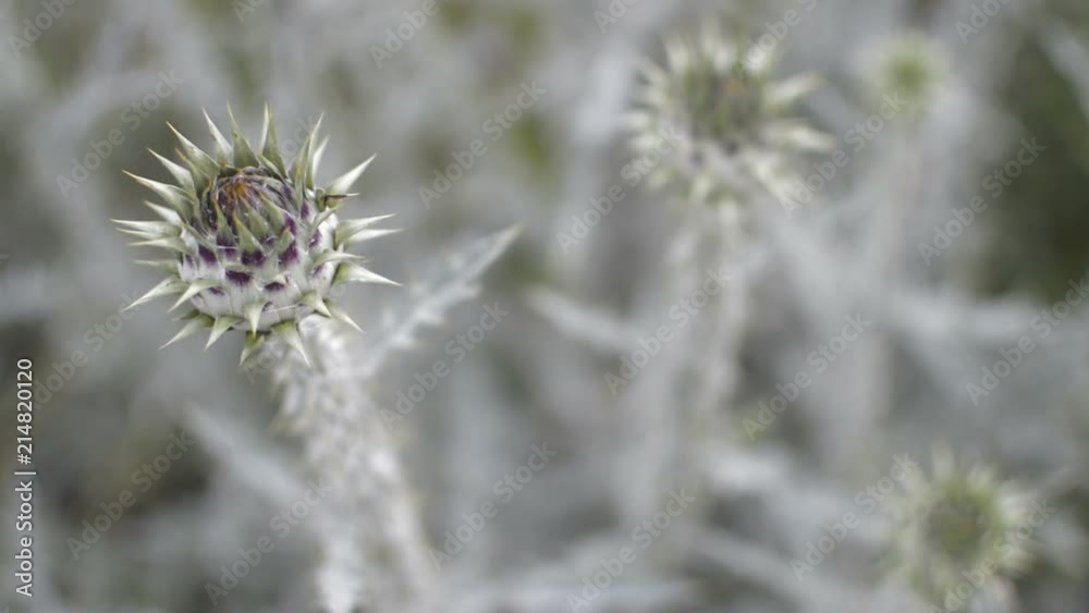 Green and purple thistle's flower gently blowing in the countryside. Green and purple thistle's flower gently blowing in the countryside.