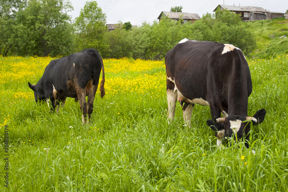 cow in the meadow grazing cow in the meadow grazing