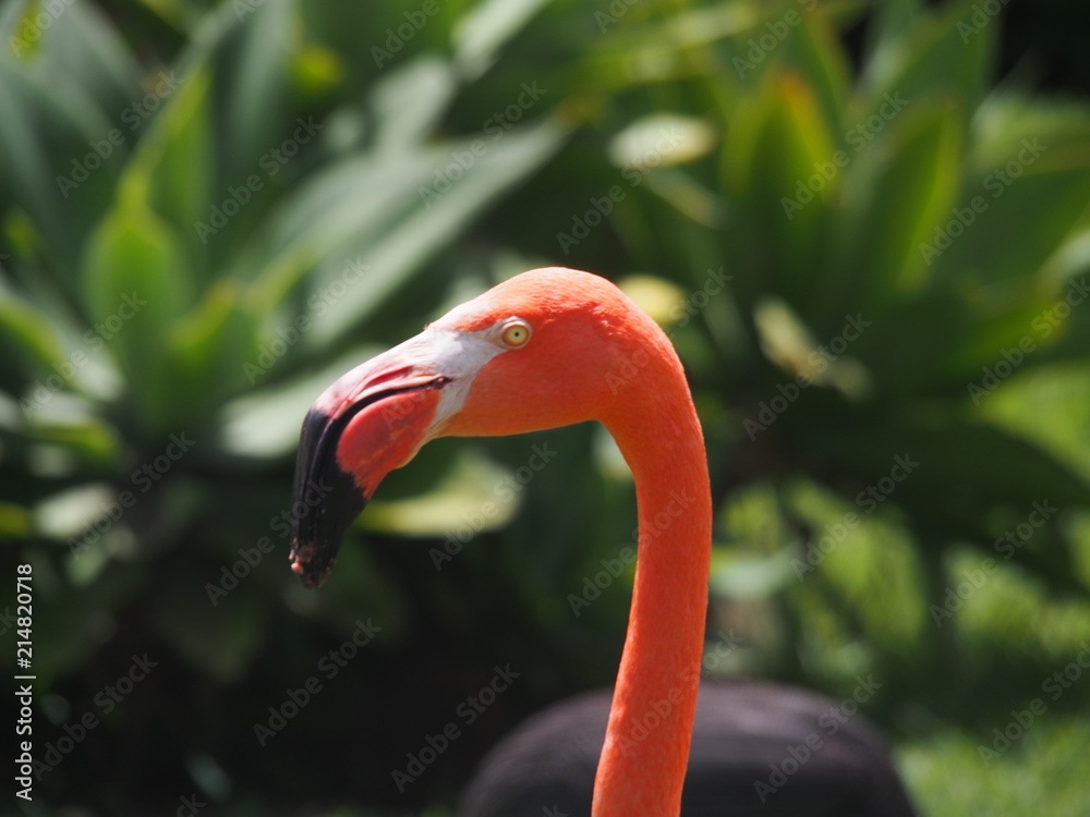 Close up - Flamingo