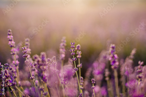 Fototapeta Naklejka Na Ścianę i Meble -  Field of blooming lavender.
