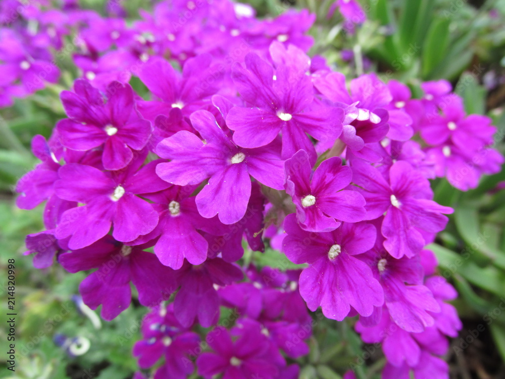 purple basement daisy flowers purple basement daisy flowers