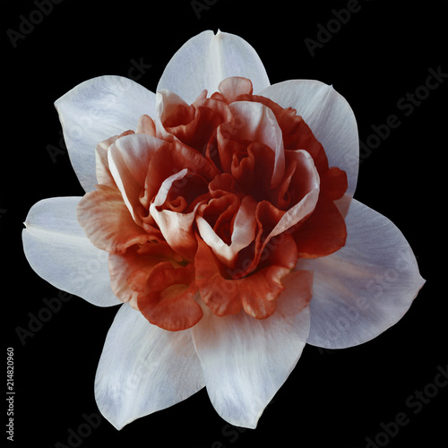 Fototapeta Naklejka Na Ścianę i Meble -  Flower white-red  narcissus on the black isolated background with clipping path  no shadows.  Closeup  For design.  Nature.