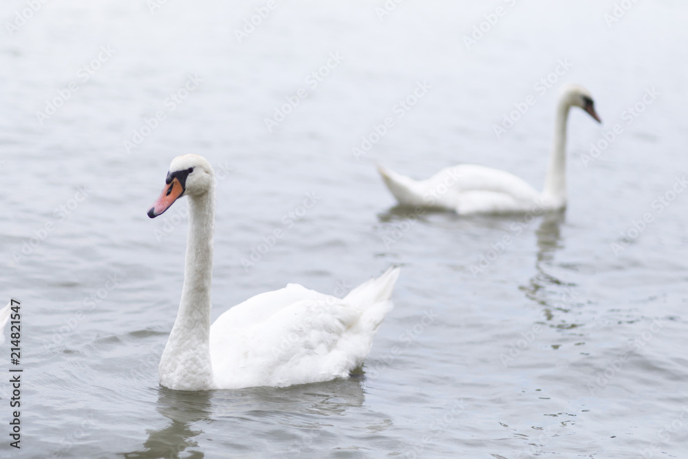 Group of swans swimming on the River Danube