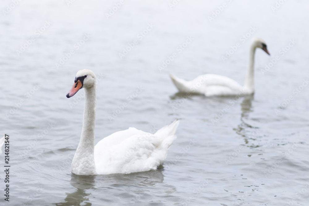 Group of swans swimming on the River Danube Group of swans swimming on the River Danube