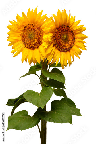 Fototapeta Naklejka Na Ścianę i Meble -  Two sunflowers isolated on white background. Flower bouquet. The seeds and oil. Flat lay, top view