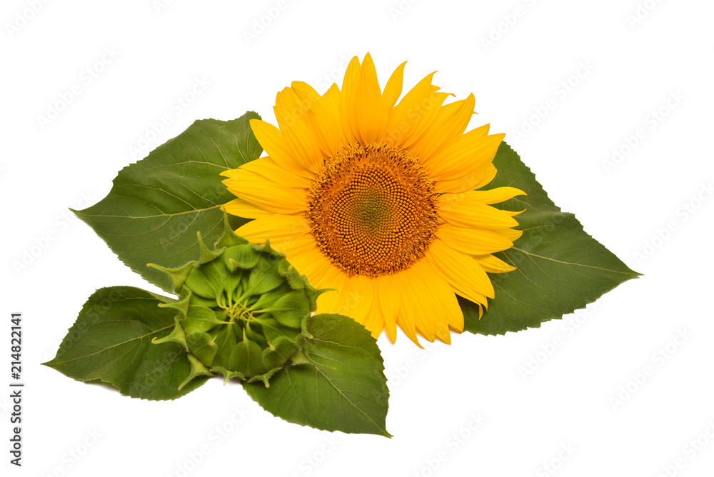 Fototapeta premium Flower arrangement sunflower bouquet with leaves open and closed isolated on white background. Agriculture, farmer. Beautiful still life floral. Seeds and oil. Flat lay, top view