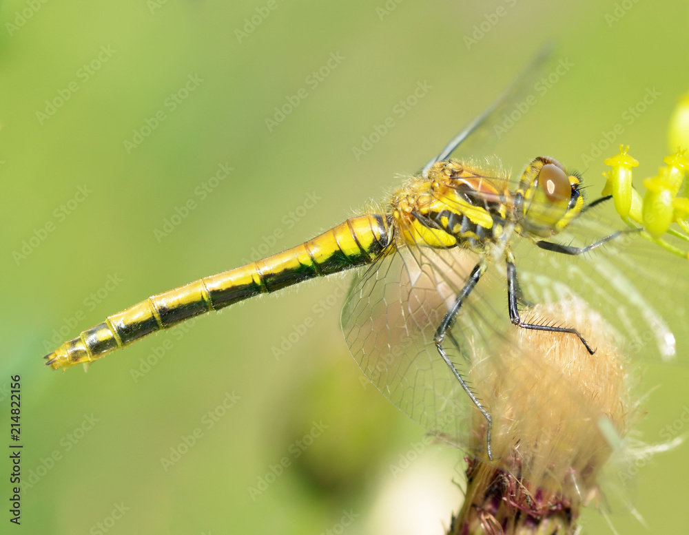 Dragonfly sitting on the stem of the plant. Dragonfly sitting on the stem of the plant.