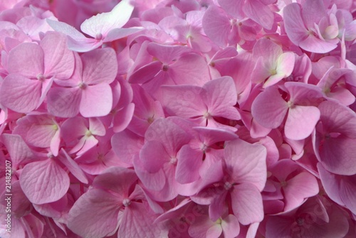 Pink hydrangea flowers close-up.