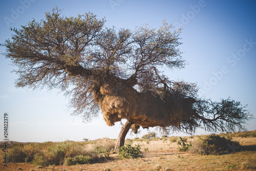 Wide angle view of a massive weaver nest in an old camel thorn tree in the kalahari region of South Africa