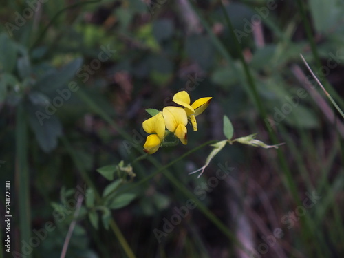 kwiat polny dziki żółty przyroda leśna ,naturalny,kwitnący