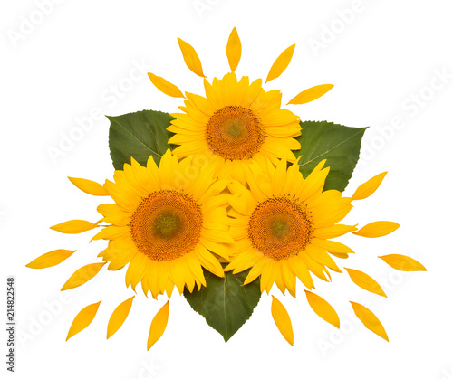 Flower arrangement sunflower bouquet with leaves and petals isolated on white background. Agriculture, farmer. Beautiful still life floral. Creative idea. Seeds and oil. Flat lay, top view © Ian 2010