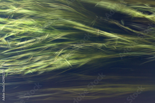 green algae in a dark water on stream. abstraction. long exposure