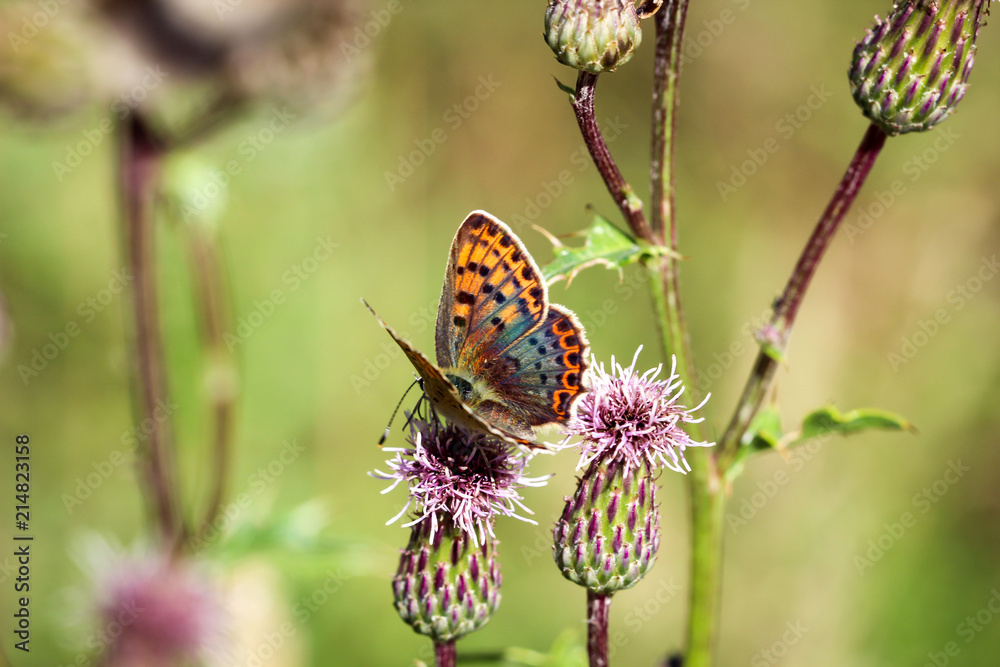 Fototapeta premium Schmetterling, Falter auf einer Pflanze 