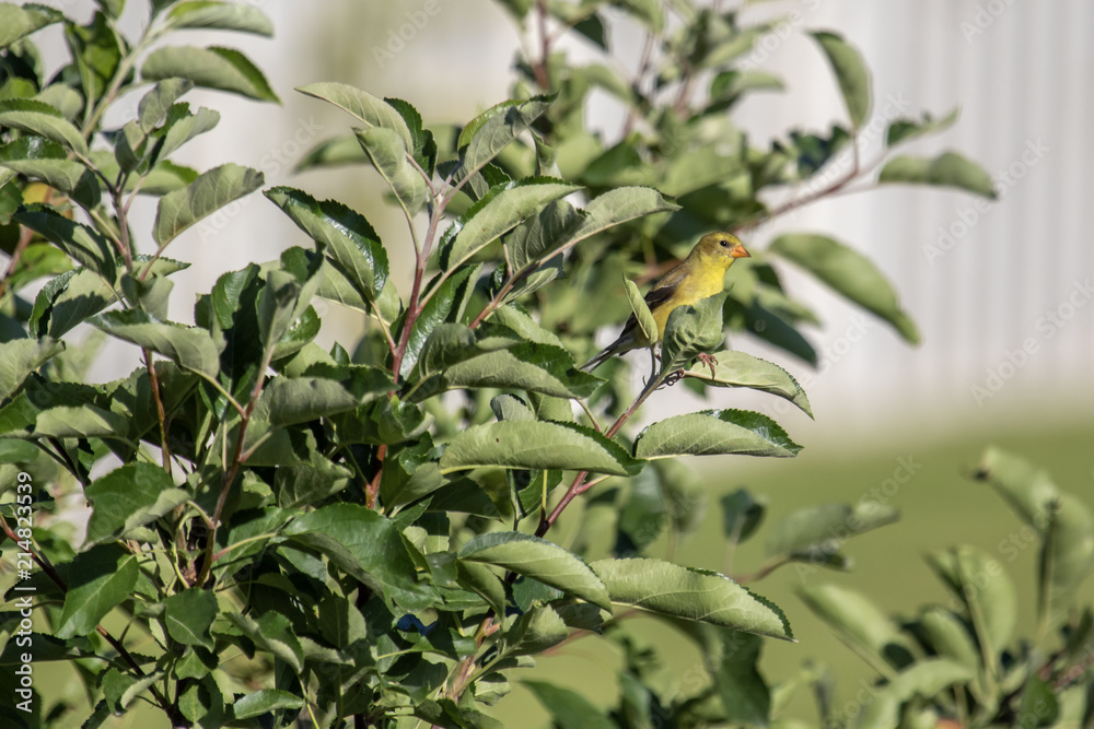 Female American goldfinch in an apple tree in the spring