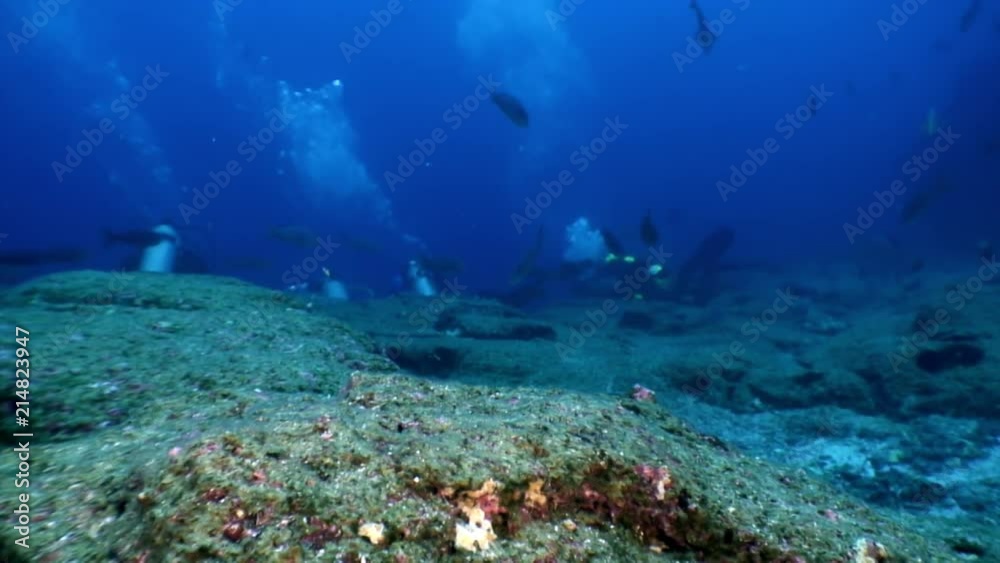 Divers on the background of fish underwater lagoon of ocean on Galapagos. Amazing life of tropical nature world in blue water. Scuba diving. Divers on the background of fish underwater lagoon of ocean on Galapagos. Amazing life of tropical nature world in blue water. Scuba diving.