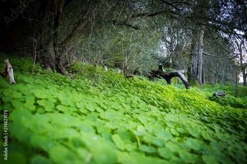 Close up image of bright green Nasturium caper plants growing in a meadow photo