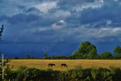 Fotografía chevaux attendant la tempete