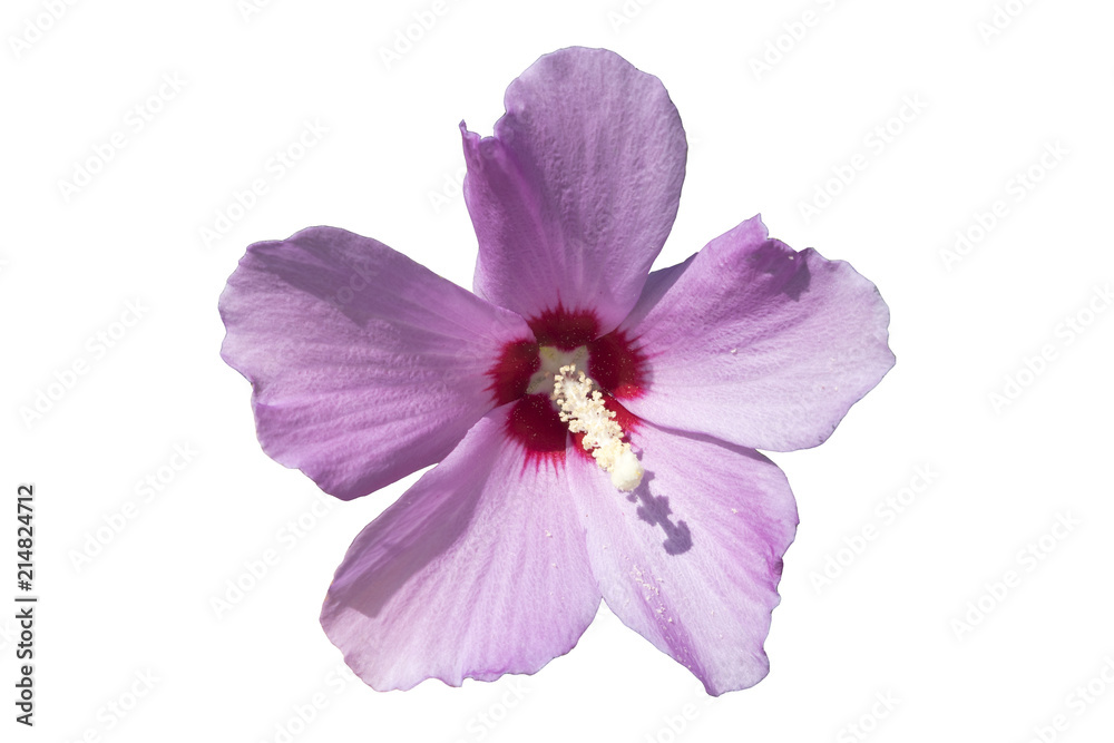 Syrian ketmia pale pink rose of Sharon 'Hamabo' flower Syrian ketmia pale pink rose of Sharon 'Hamabo' flower