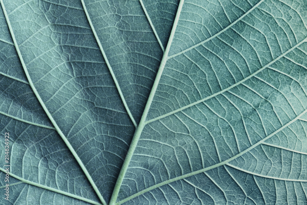 Obraz premium Macro image of blue leaves, natural background