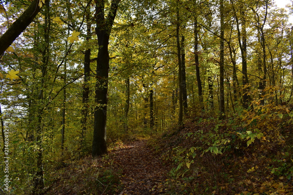 Märchenwald in Thüringen