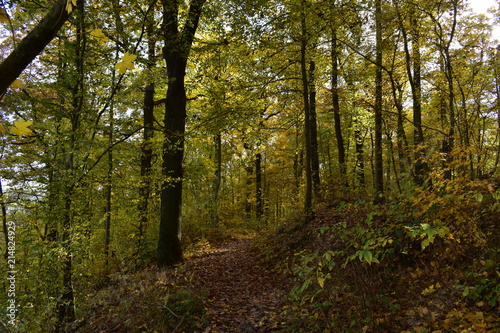 Märchenwald in Thüringen © Karsten