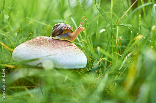 snail crawling on a white mushroom