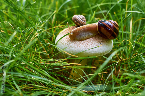 snail crawling on a white mushroom