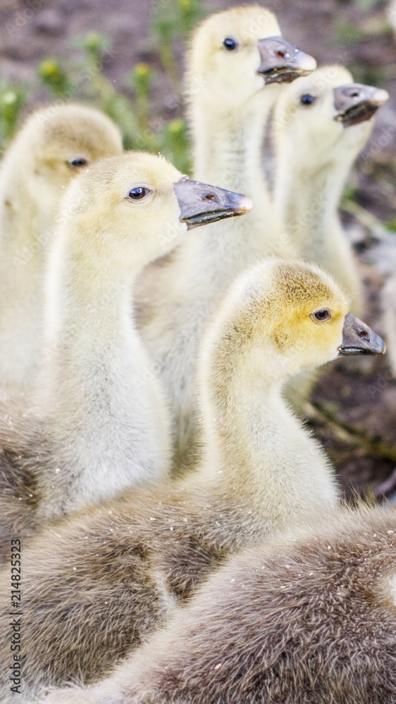 small goslings on a cattle-breeding farm in the village small goslings on a cattle-breeding farm in the village