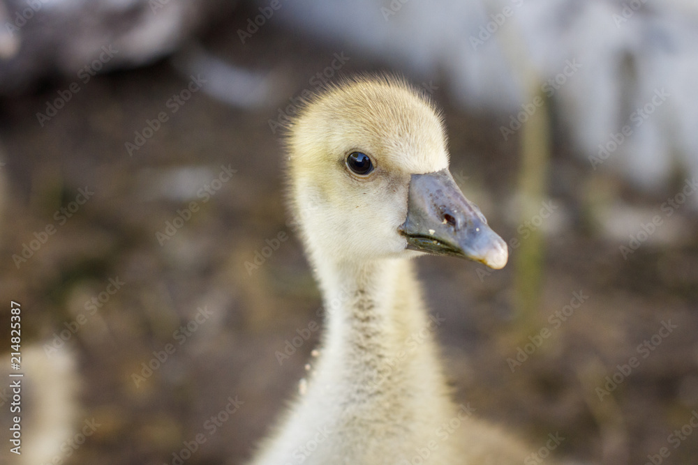 small goslings on a cattle-breeding farm in the village small goslings on a cattle-breeding farm in the village