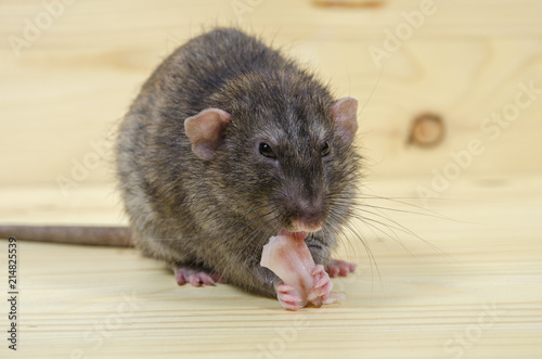 Rat eats lard.