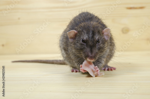 Rat eats lard.