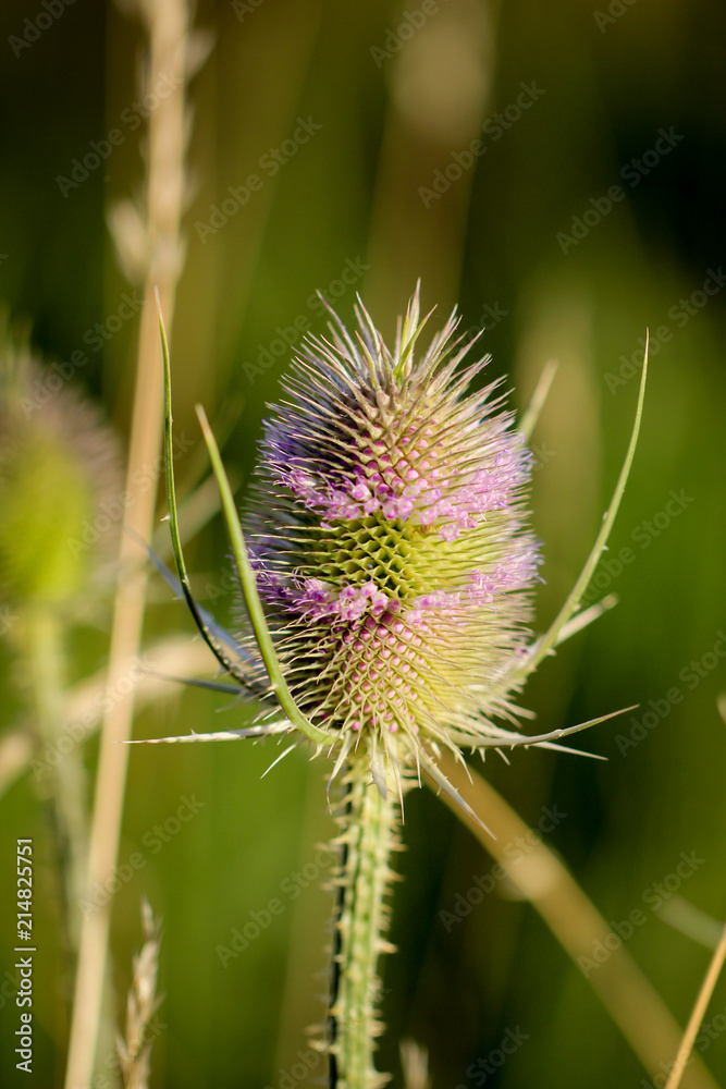 Wilde Karde, Dipsacus fullonum, Distel Wilde Karde, Dipsacus fullonum, Distel