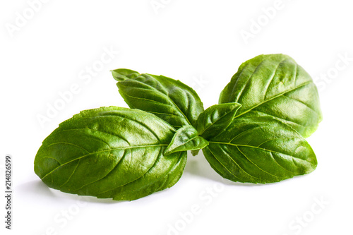 Close up studio shot of fresh green basil herb leaves isolated on white background. Sweet Genovese basil photo