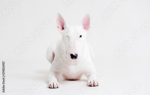 Foto White bull Terrier lies on a white background and winks an eye, one eye closed