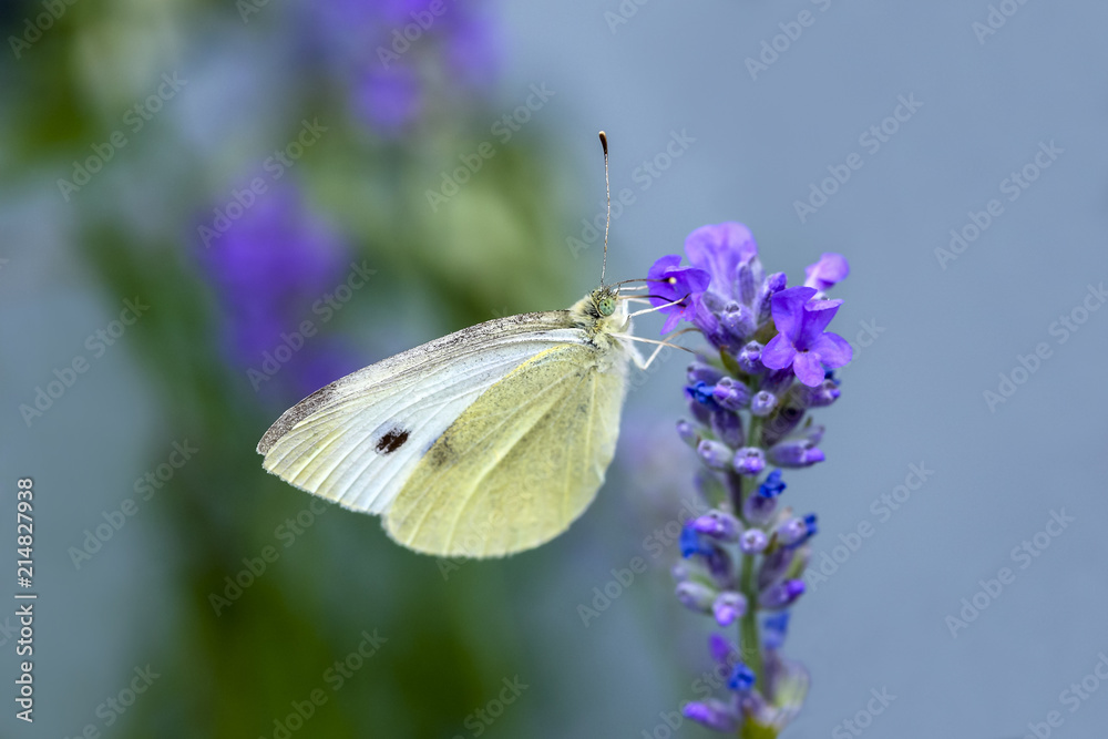 Cabbage white butterfly pollinating lavender flowers Cabbage white butterfly pollinating lavender flowers