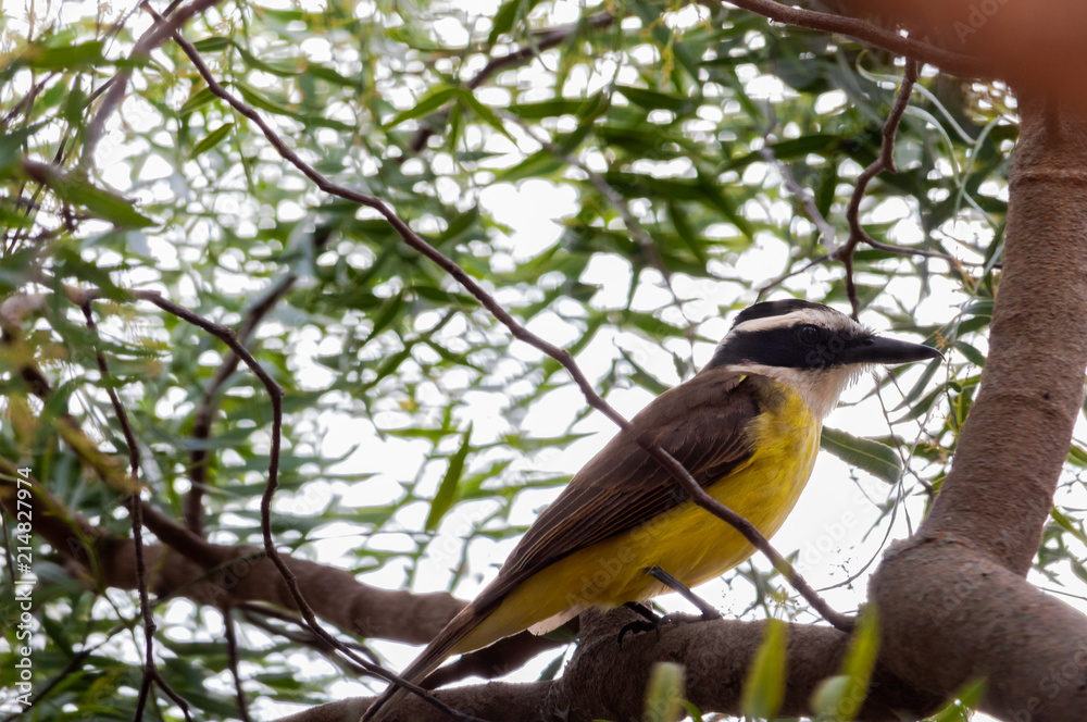 Great kiskadee Great kiskadee