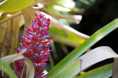 Flora or Exotic Flower