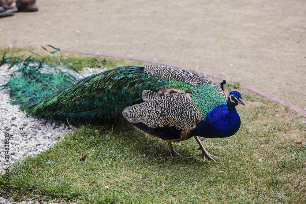 Fototapeta premium Peacock sitting in royal garden
