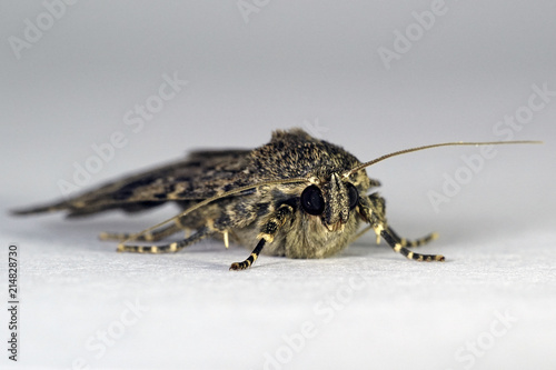 Svensson's copper underwing moth (Amphipyra berbera) photo