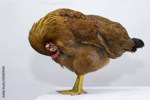 Fotografie Red chicken preening (cleaning) herself while standing on a weathered rustic white tabletop