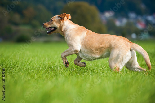 Labrador Retriever rennt durch eine Wiese