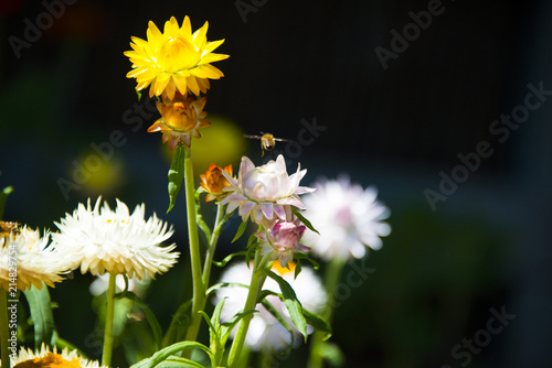 GARDEN_BEES